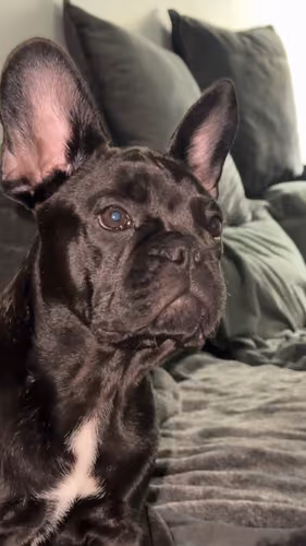 Ozzy Pablo