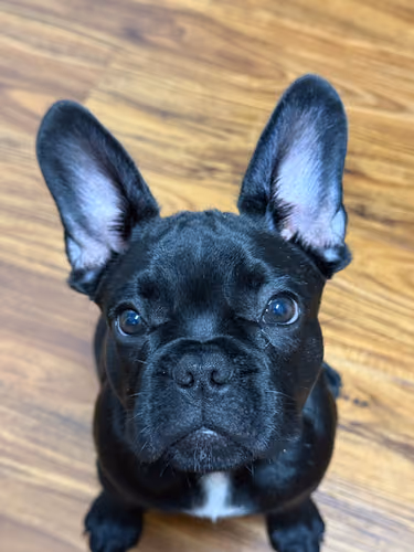Ozzy Pablo
